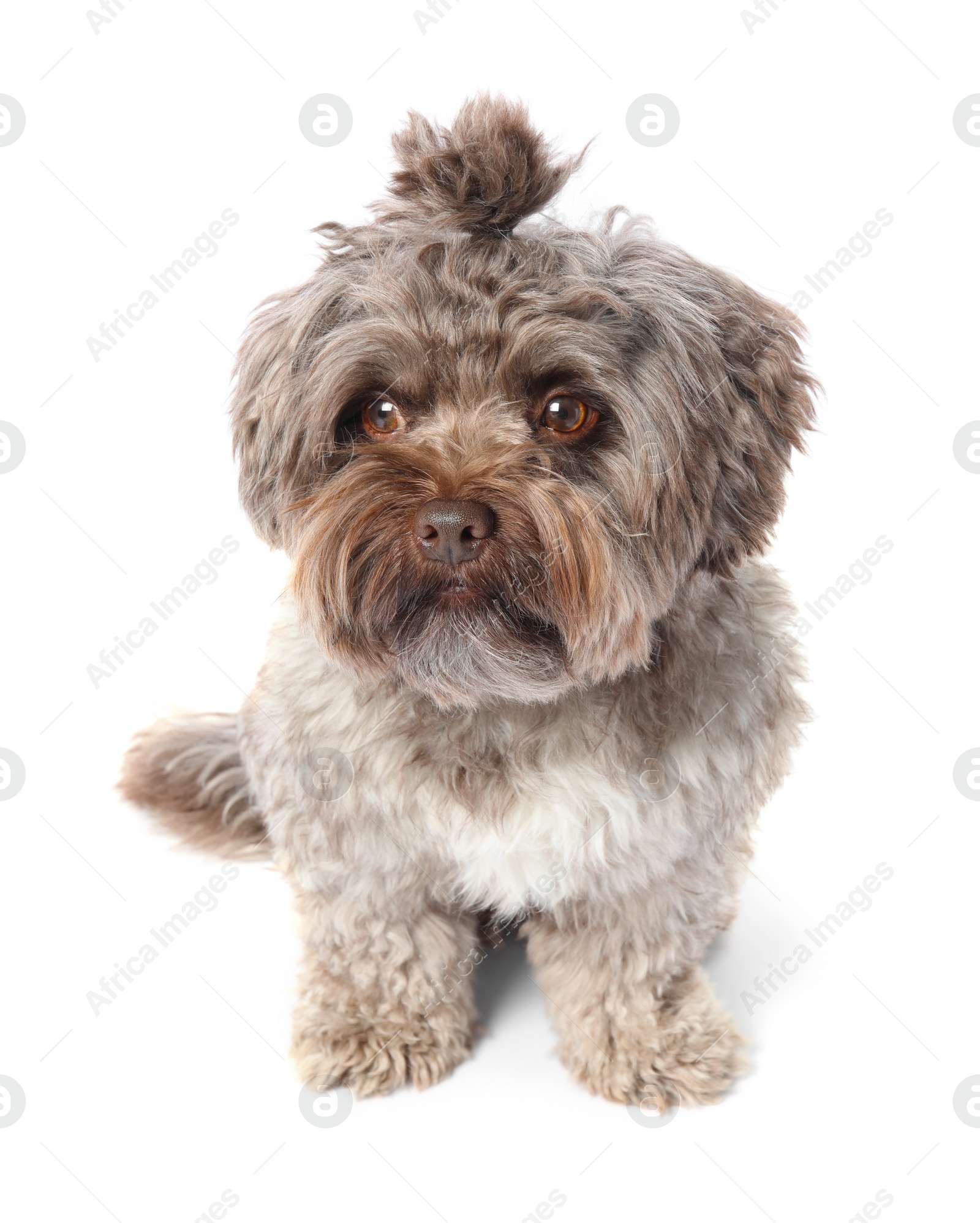 Photo of Cute Maltipoo dog on white background. Lovely pet