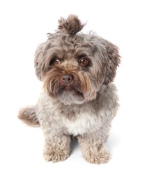 Cute Maltipoo dog on white background. Lovely pet