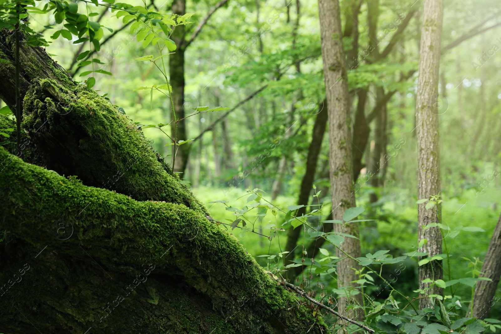 Photo of Tree overgrown with moss in forest, space for text