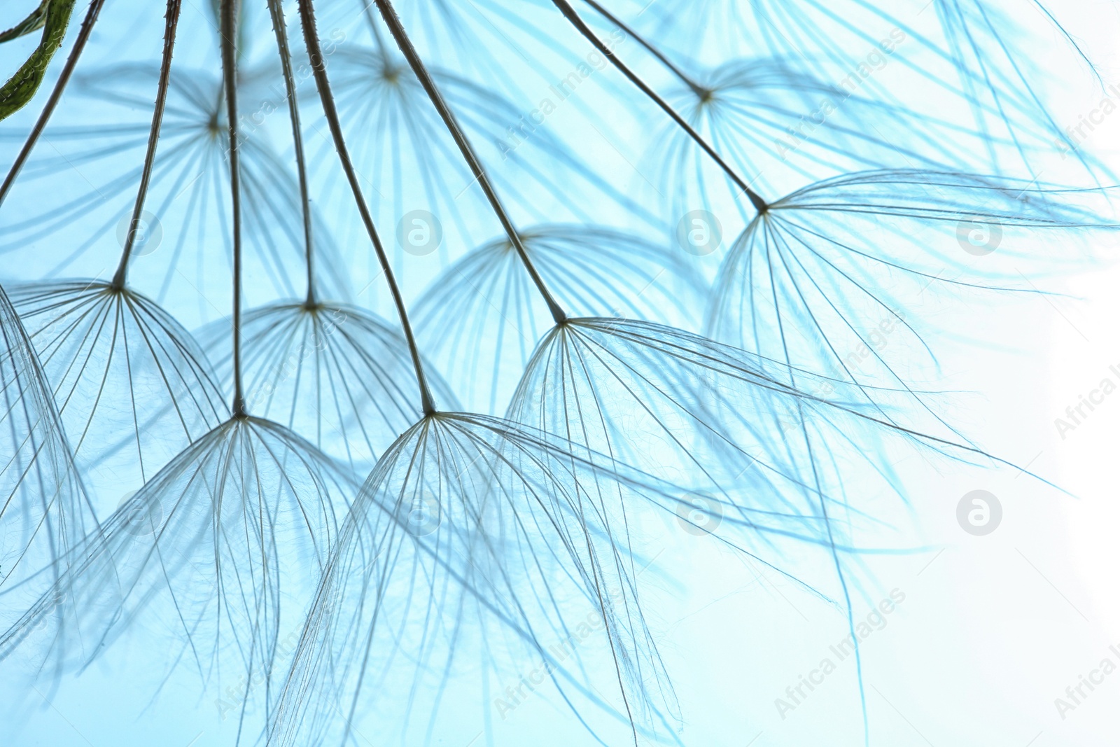 Photo of Dandelion seeds on color background, close up