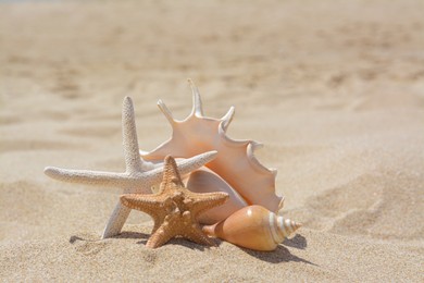 Photo of Beautiful starfishes and sea shells on sandy beach
