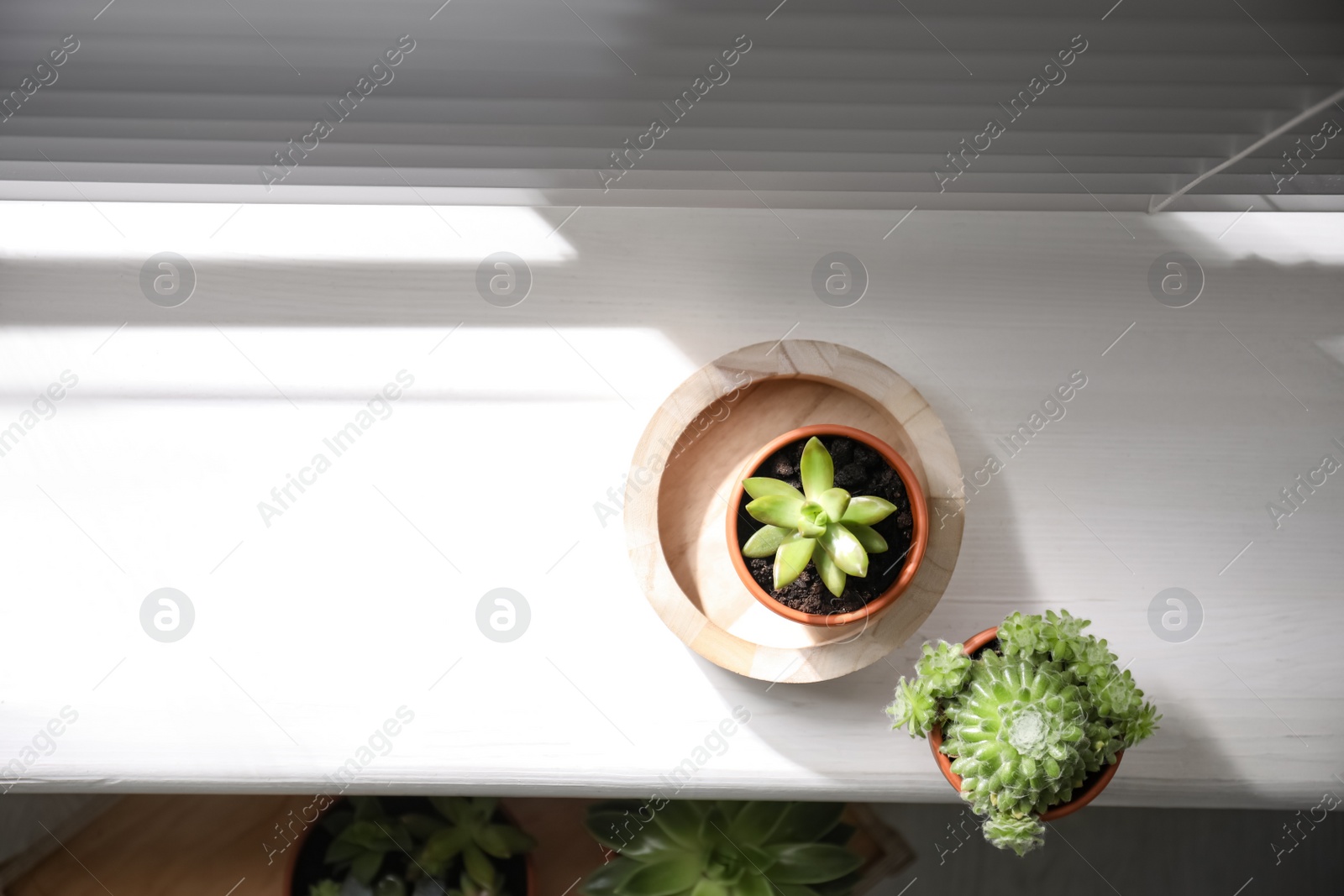 Photo of Beautiful echeverias on white windowsill indoors, flat lay. Succulent plants