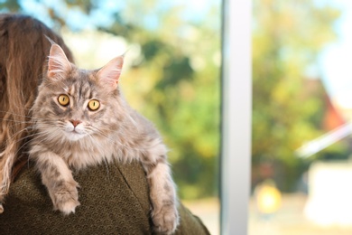 Woman with adorable Maine Coon cat at home, closeup. Space for text