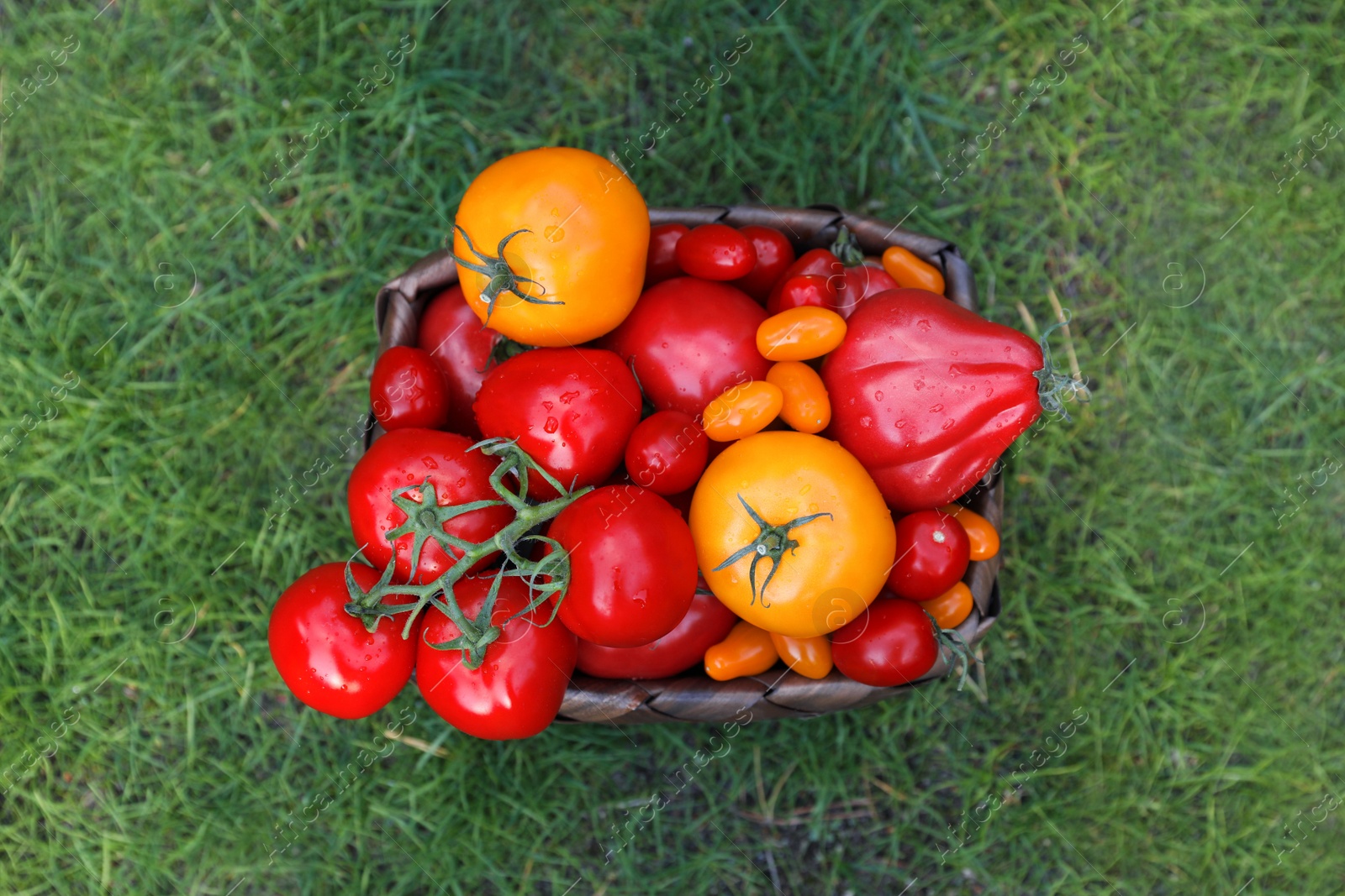 Photo of Basket with fresh tomatoes on green grass outdoors, top view