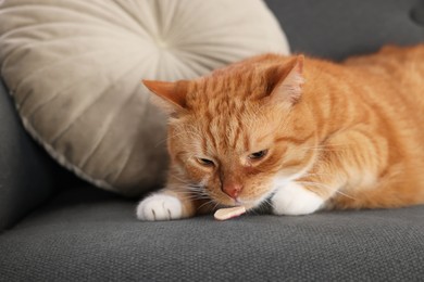 Photo of Cute ginger cat eating vitamin pill on couch indoors