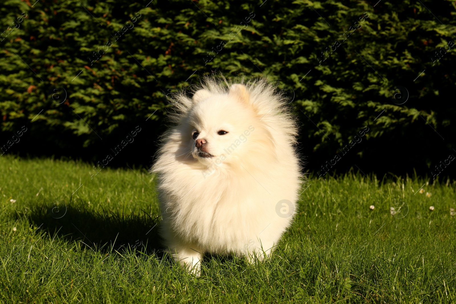 Photo of Cute fluffy Pomeranian dog on green grass outdoors. Lovely pet