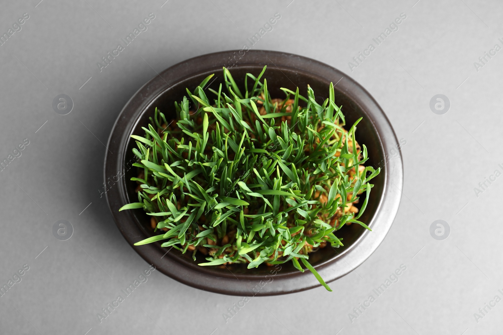 Photo of Bowl with sprouted wheat grass seeds on grey background, top view