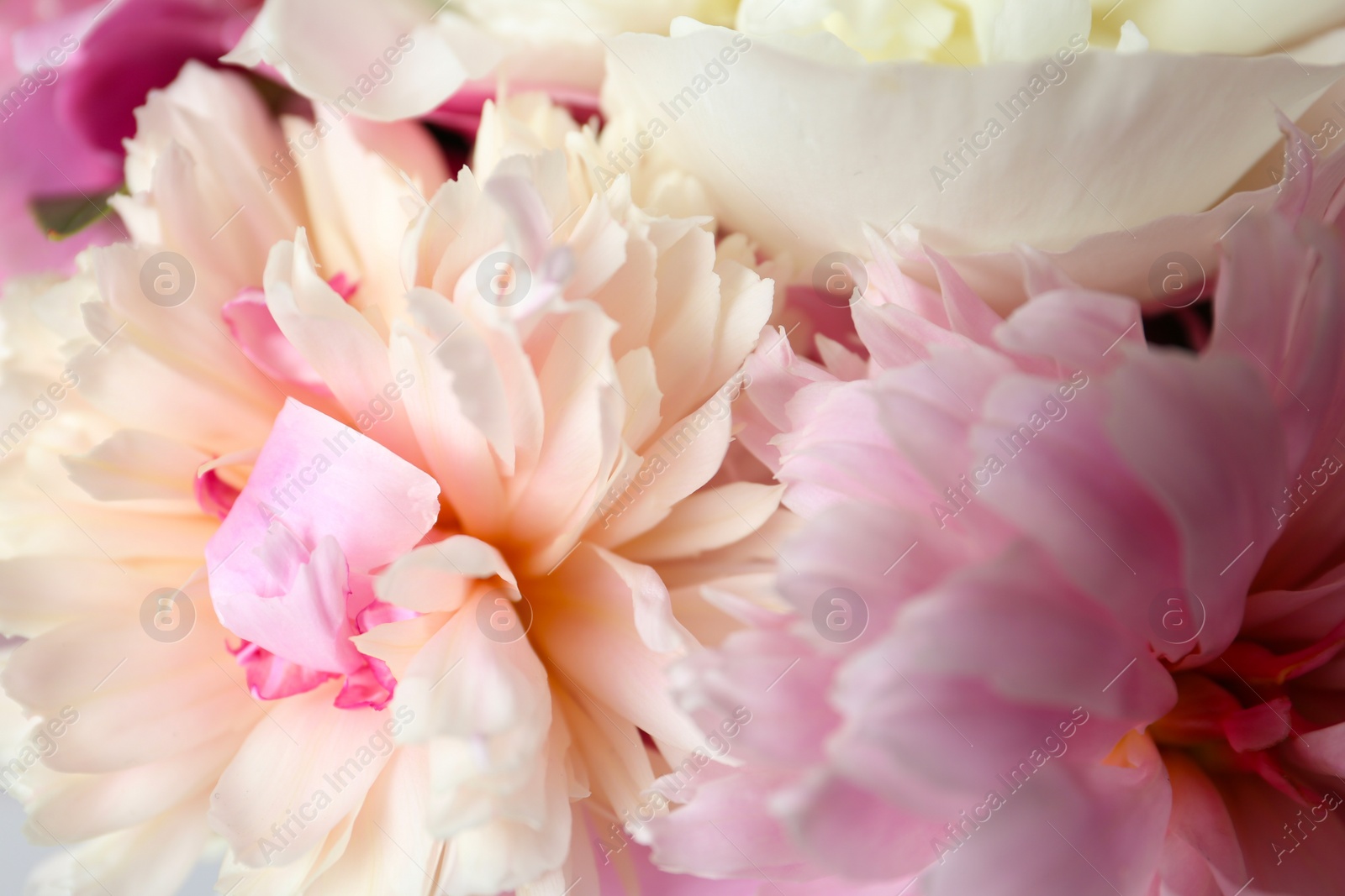 Photo of Closeup view of beautiful fragrant peony flowers