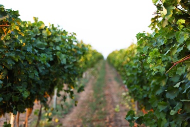 Photo of Beautiful view of vineyard rows at sunset