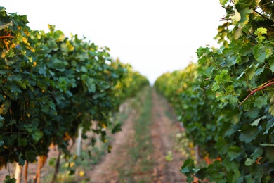 Beautiful view of vineyard rows at sunset