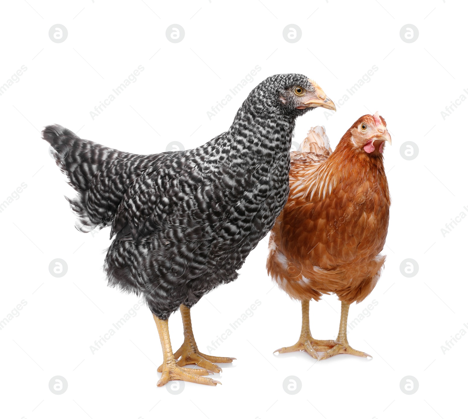 Photo of Two different beautiful chickens on white background. Domestic animals