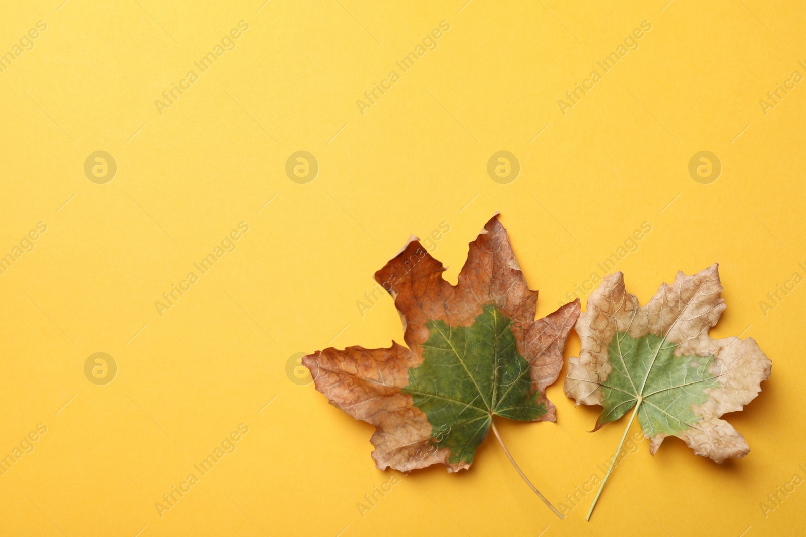 Photo of Dry autumn leaves on yellow background, flat lay. Space for text