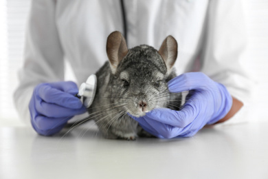 Veterinarian doctor examining cute chinchilla with stethoscope at white table, closeup