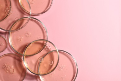 Petri dishes with liquid samples on pink background, flat lay. Space for text
