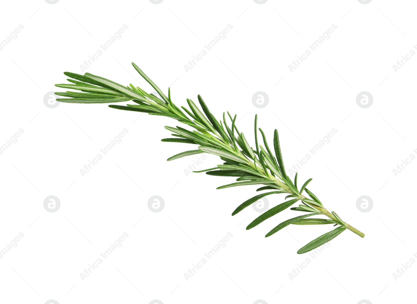 Photo of Sprig of fresh rosemary isolated on white