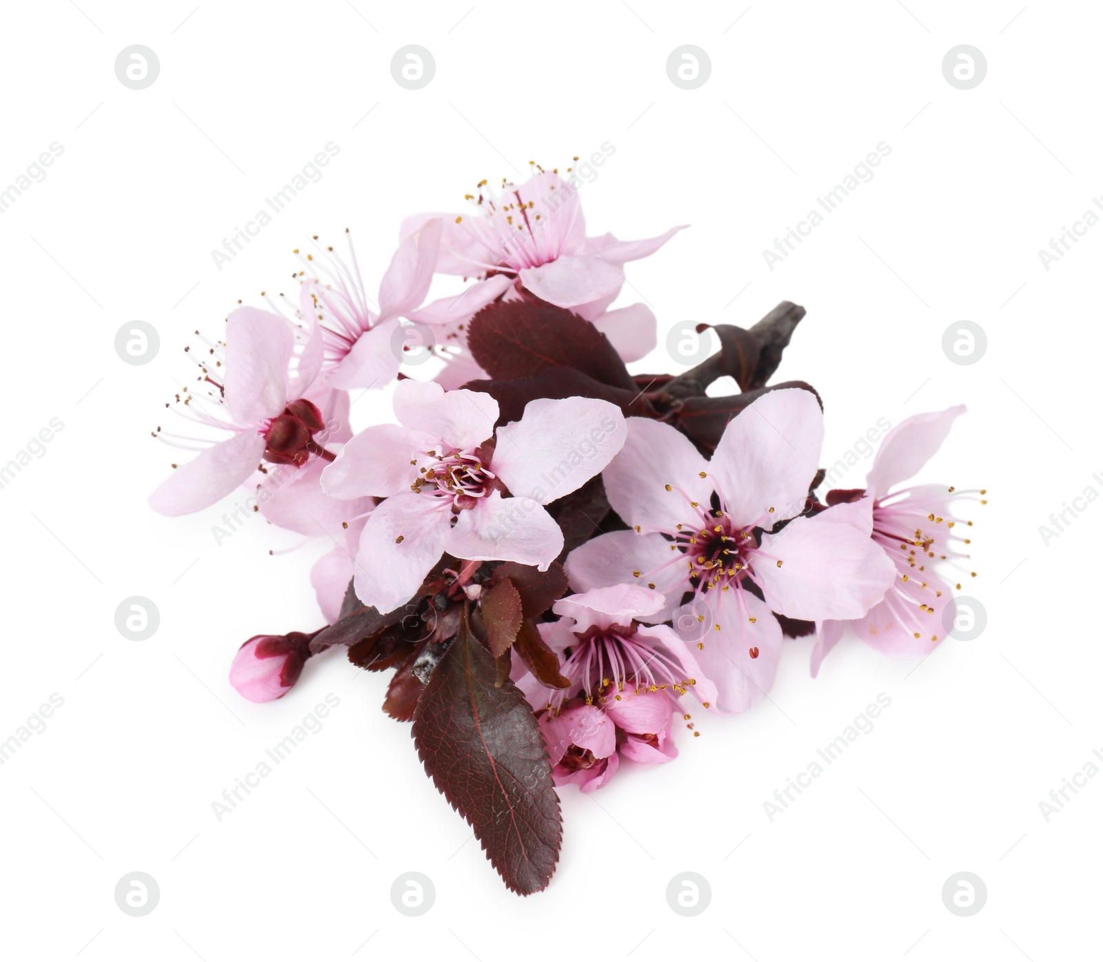 Photo of Beautiful spring tree blossoms isolated on white