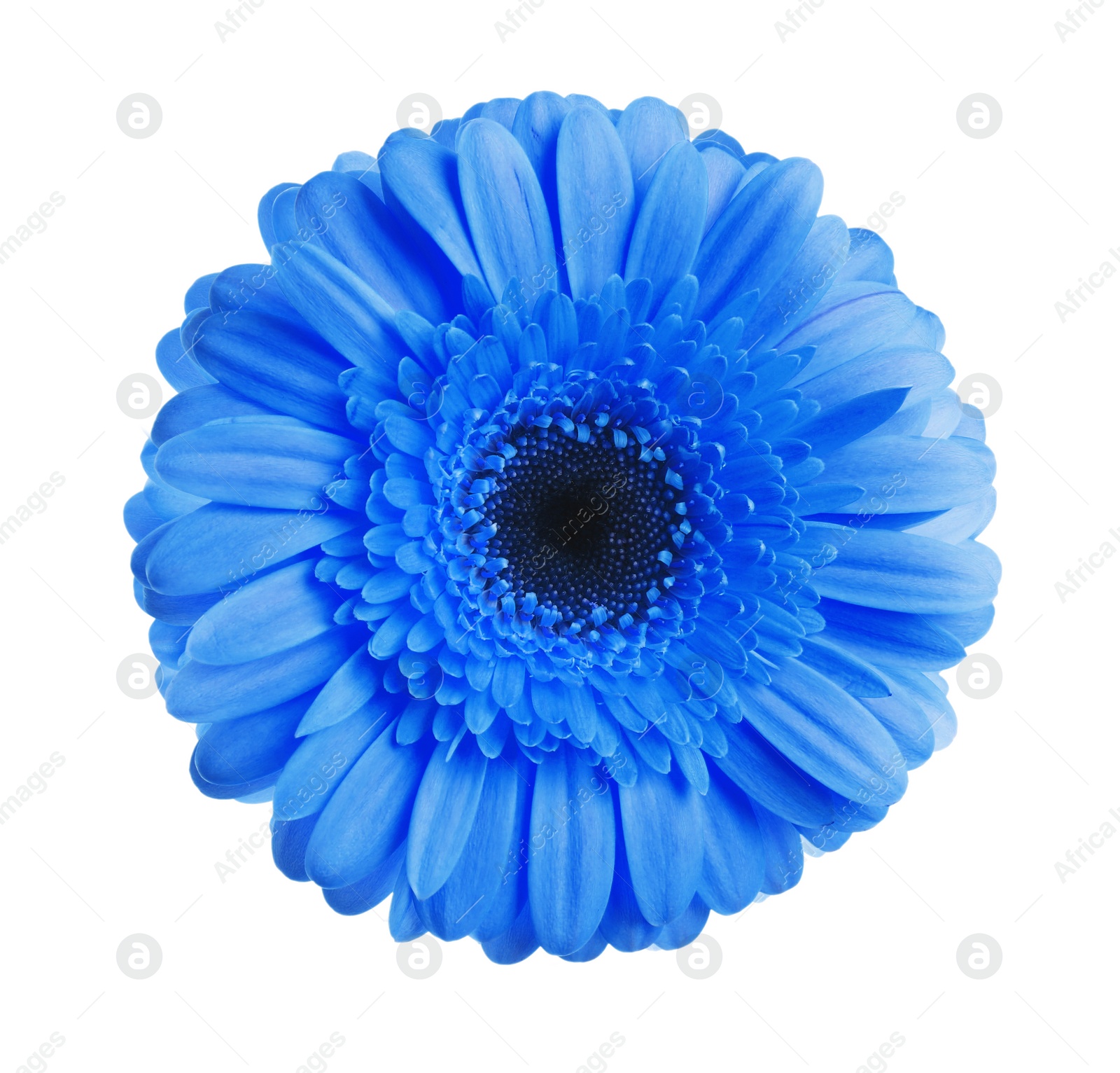 Image of Beautiful blue gerbera flower on white background