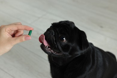 Photo of Woman giving pill to cute Pug dog in room, closeup