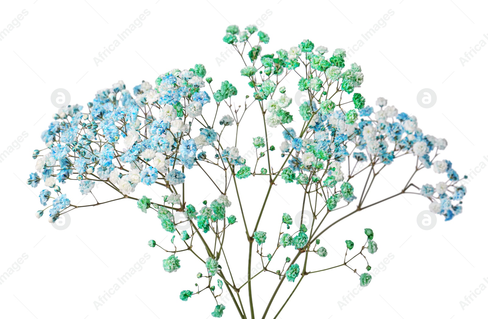 Photo of Beautiful colorful gypsophila flowers on white background