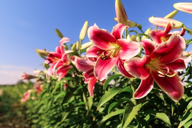 Beautiful pink lilies in blooming field against blue sky. Space for text