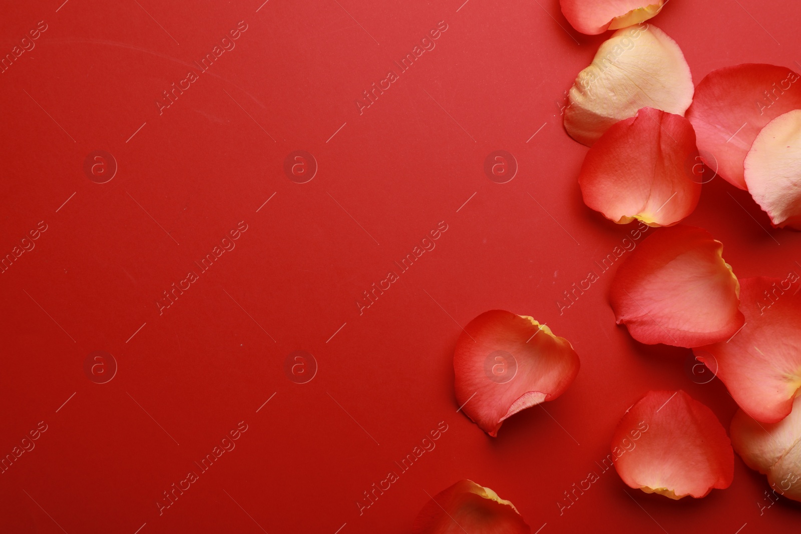 Photo of Beautiful fresh rose petals on red background, flat lay. Space for text