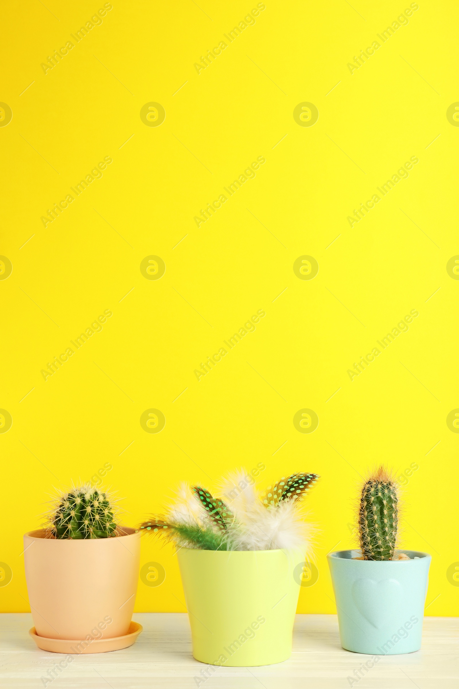 Photo of Pots with cacti and one with feathers on table against color background
