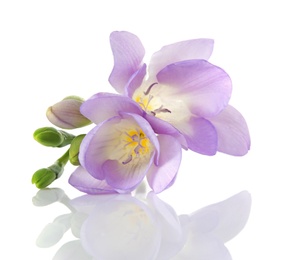 Beautiful freesia with fragrant flowers on white background