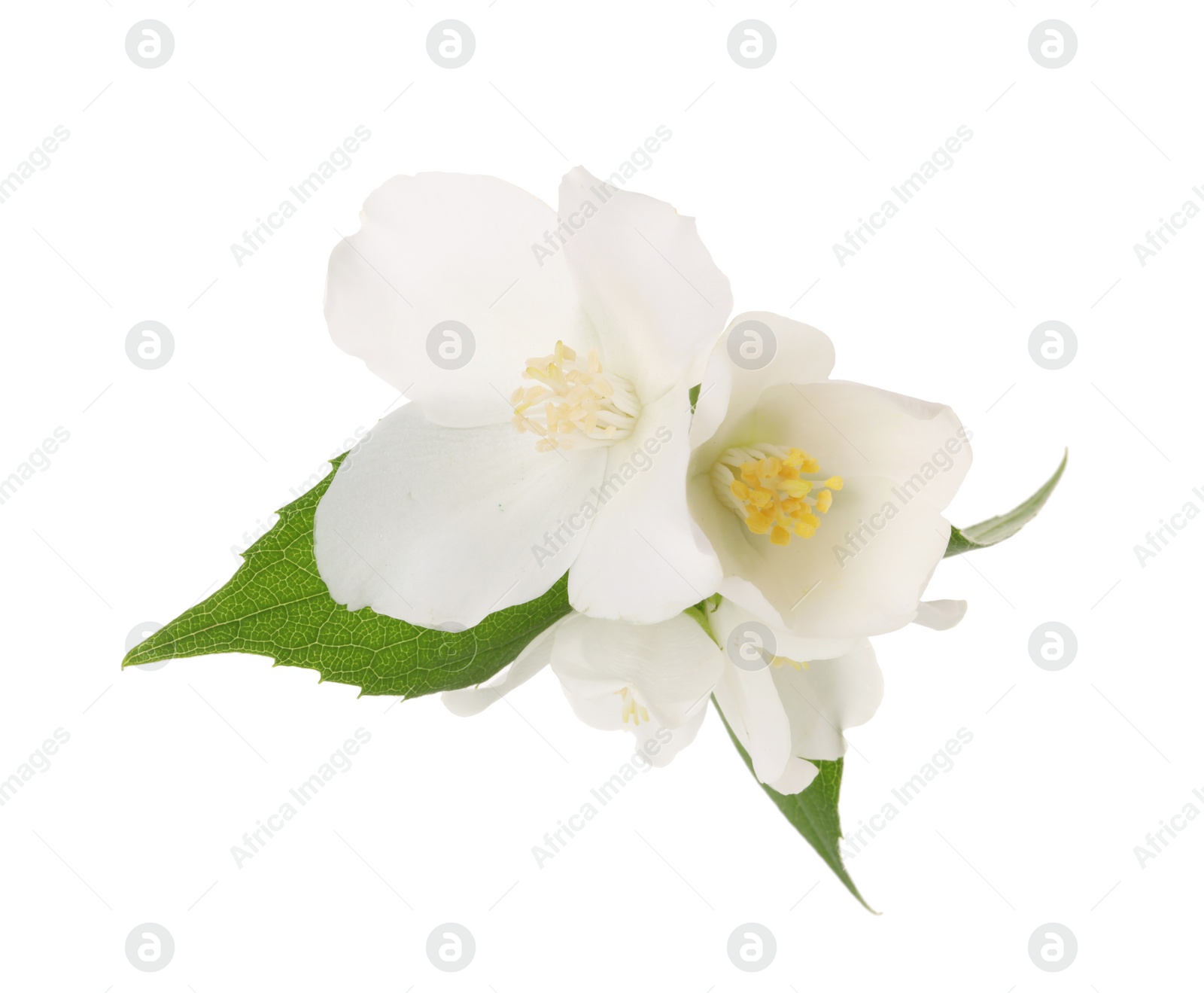 Photo of Branch of jasmine flowers and leaves isolated on white