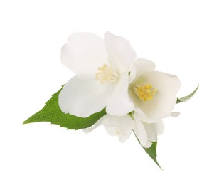 Photo of Branch of jasmine flowers and leaves isolated on white