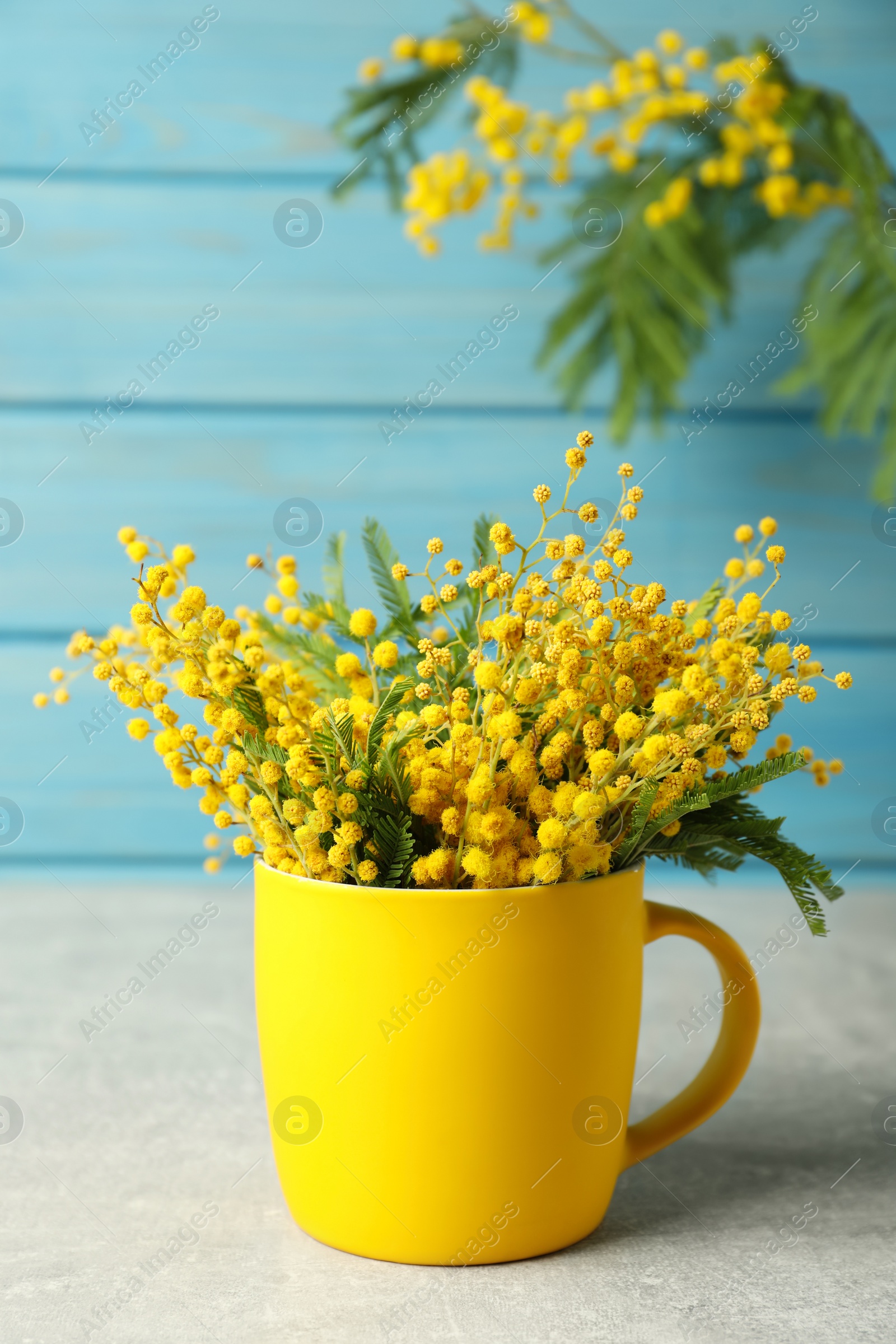 Photo of Bouquet of beautiful mimosa flowers on grey table