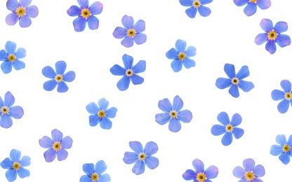 Image of Set with beautiful tender forget me not flowers on white background