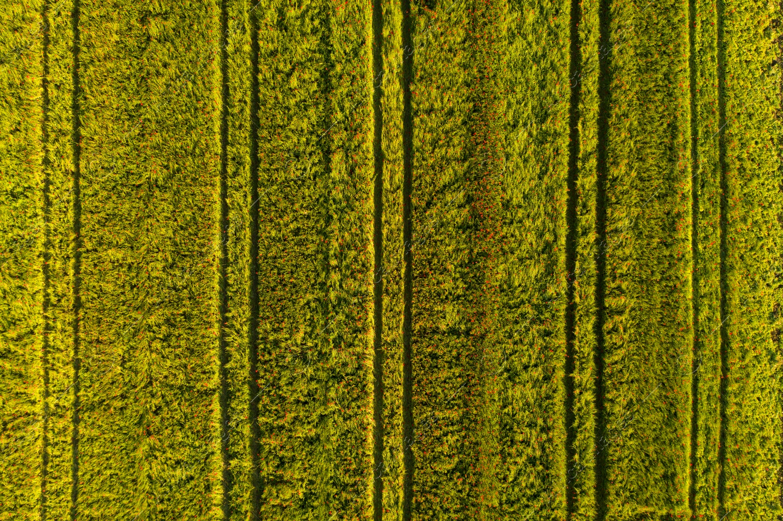 Image of Aerial view of poppy field outdoors on sunny day