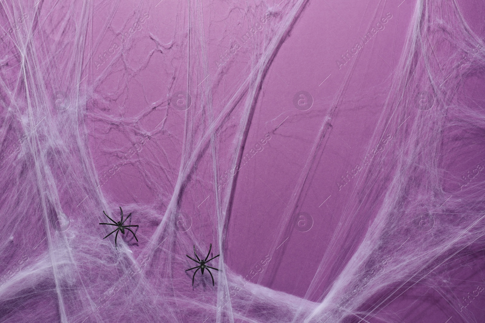 Photo of Cobweb and spiders on violet background, top view