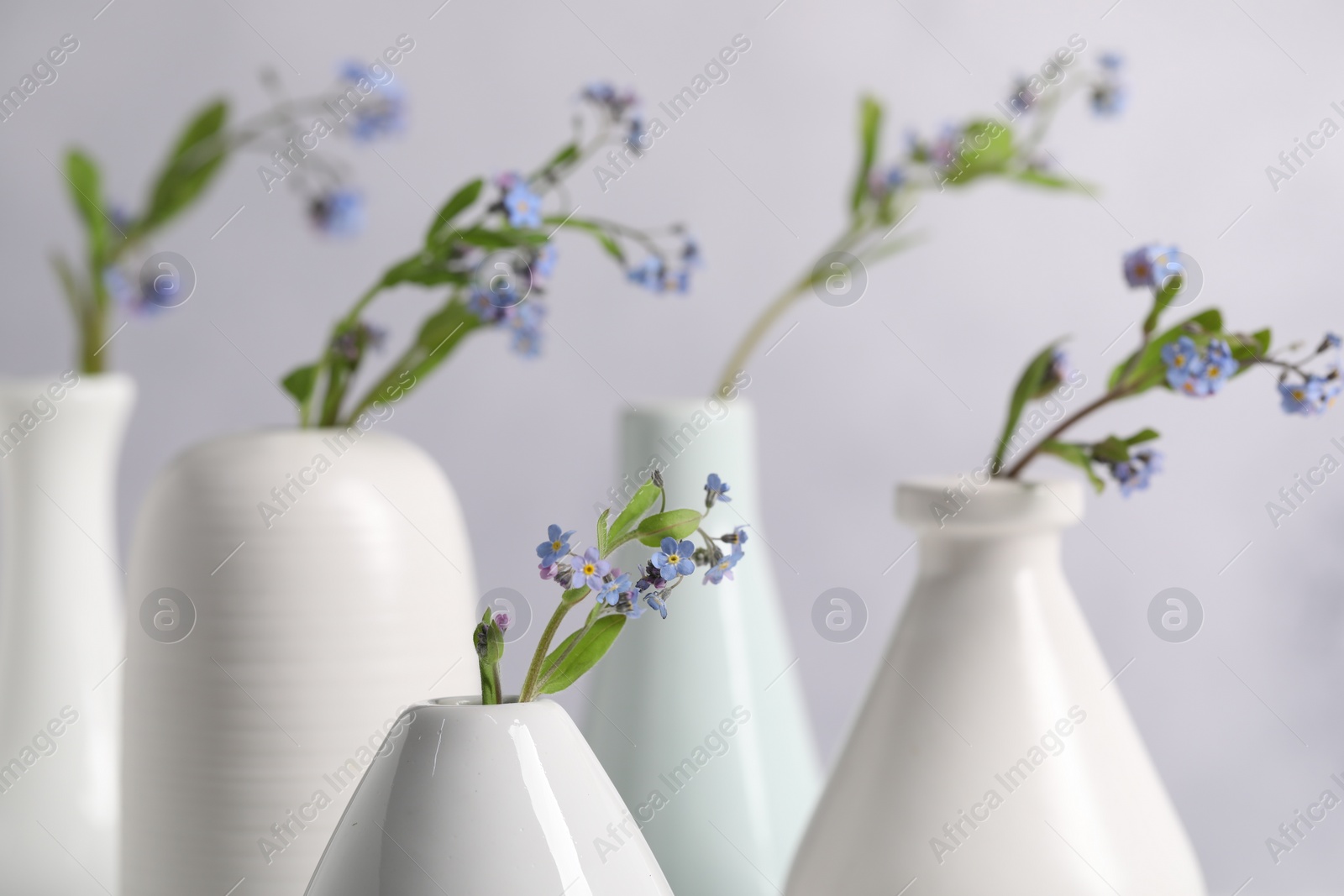 Photo of Beautiful forget-me-not flowers in vases on blurred background, closeup