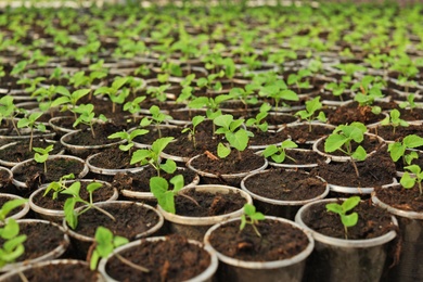 Photo of Many fresh green seedlings growing in starter pots with soil, closeup