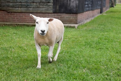 Photo of Cute funny sheep on green grass near building, space for text