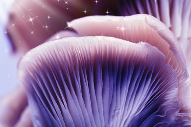 Image of Fresh psilocybin (magic) mushrooms with stars, closeup view. Color toned