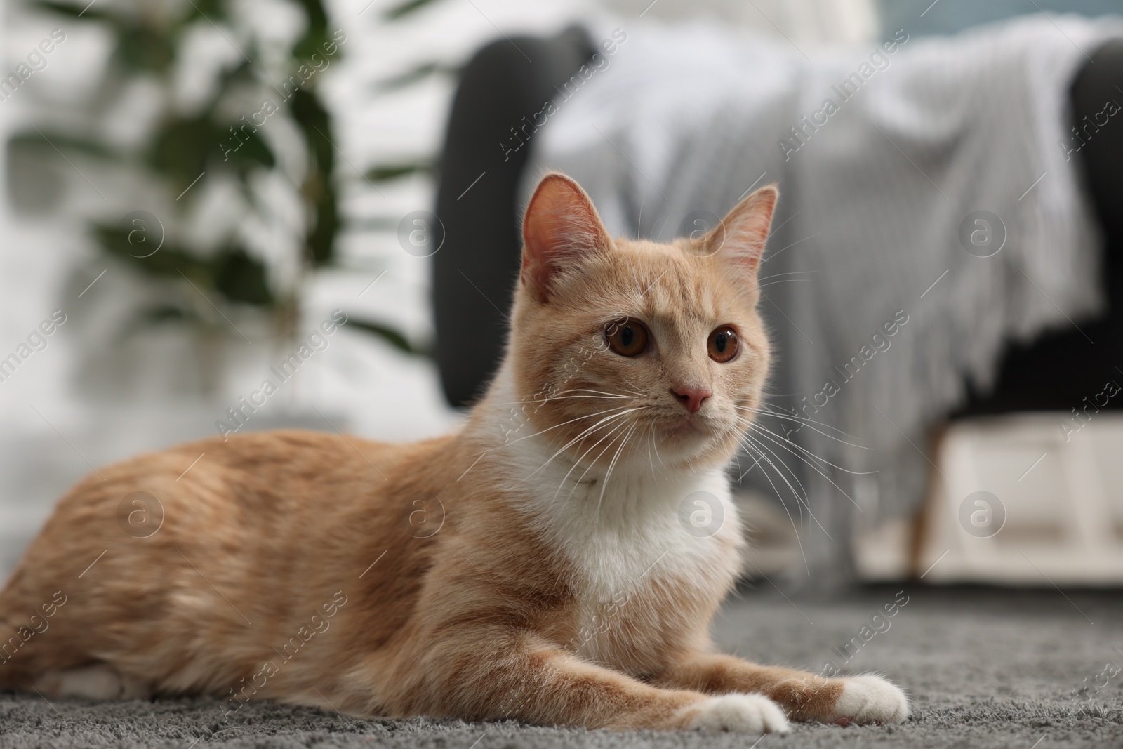 Photo of Cute ginger cat lying on grey carpet at home