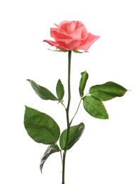 Photo of Beautiful blooming pink rose on white background