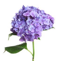 Photo of Branch of hortensia plant with delicate flowers on white background