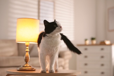 Cute cat on table near lamp at home