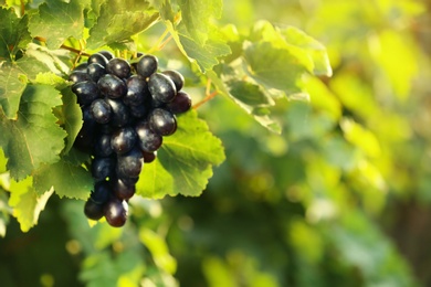 Photo of Bunch of fresh ripe juicy grapes against blurred background