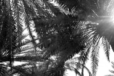 Image of Palms with lush foliage on sunny day, low angle view. Black and white tone