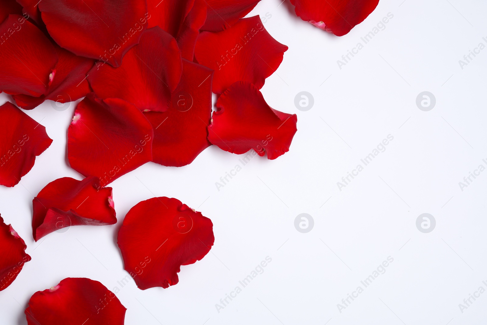 Photo of Beautiful red rose petals on white background, top view