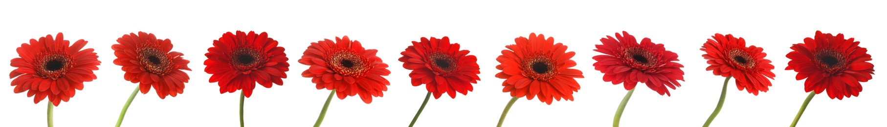 Image of Set of beautiful red gerbera flowers on white background. Banner design