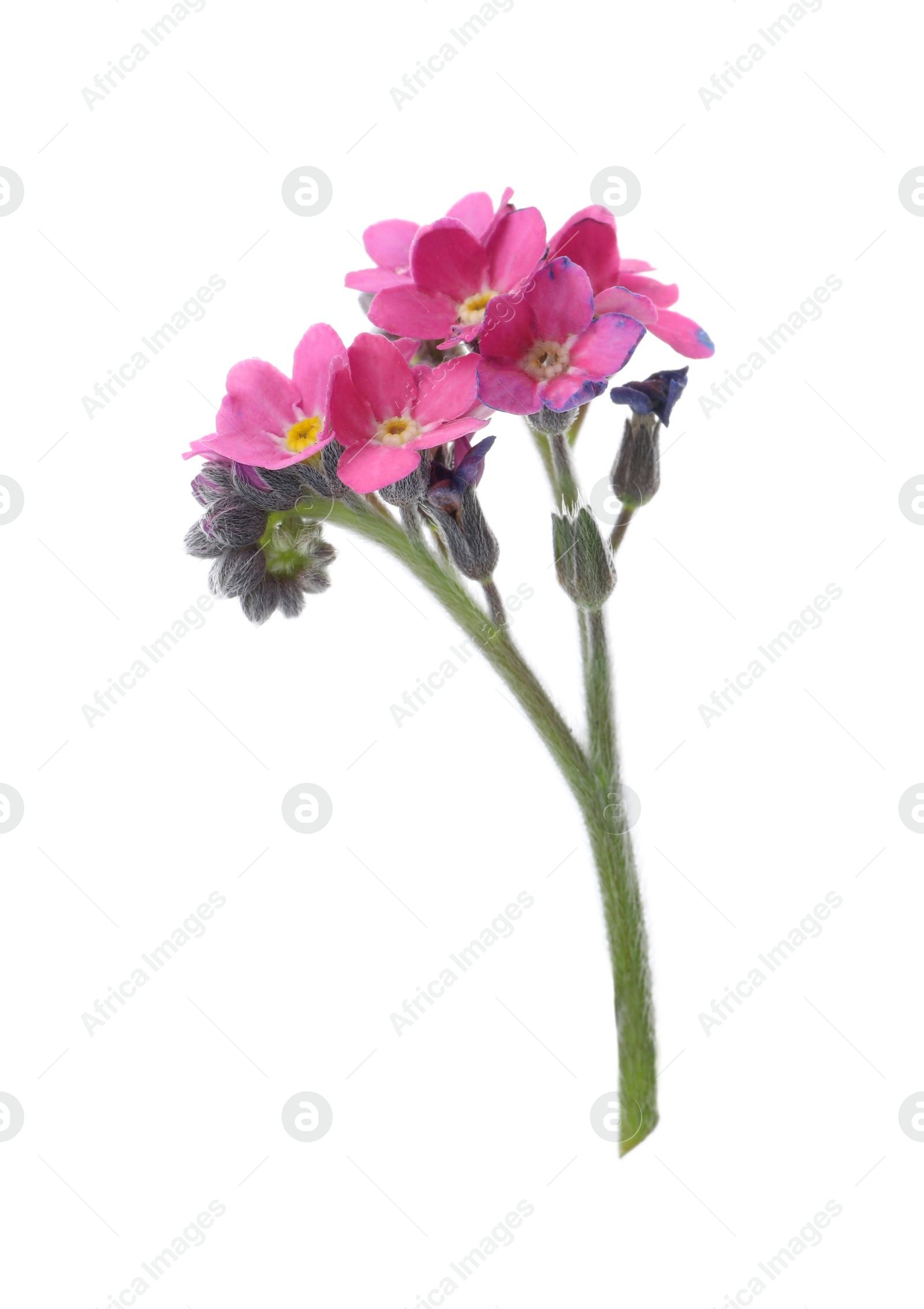 Photo of Beautiful pink Forget-me-not flowers isolated on white