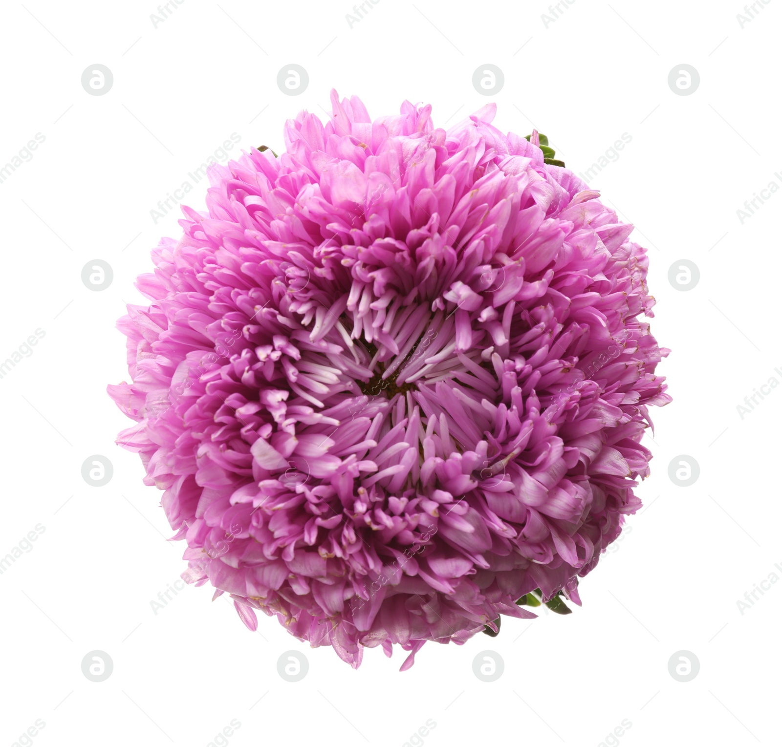 Photo of Beautiful pink aster isolated on white, top view.  Autumn flower