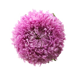 Beautiful pink aster isolated on white, top view.  Autumn flower