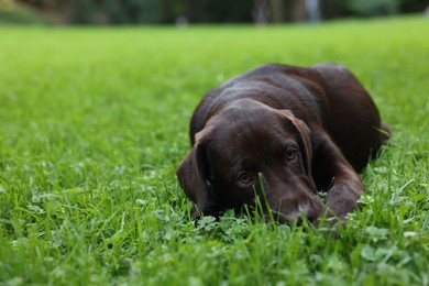 Photo of Adorable Labrador Retriever dog lying on green grass in park, space for text