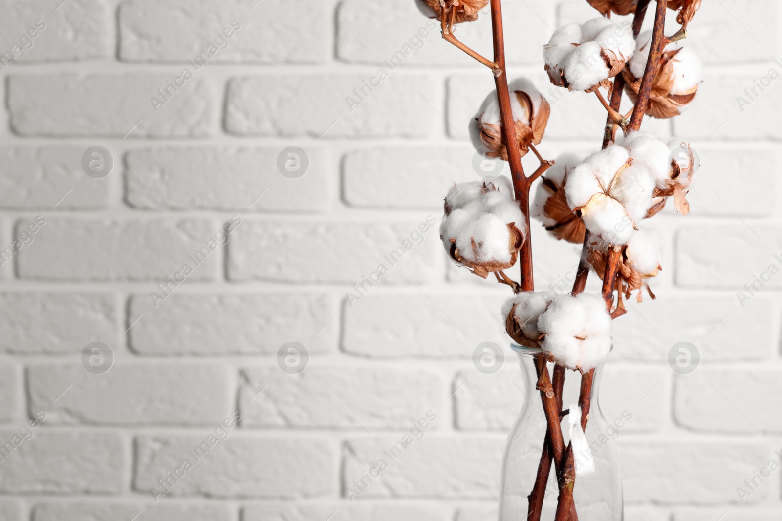 Photo of Cotton branches with fluffy flowers in vase near white brick wall, closeup. Space for text